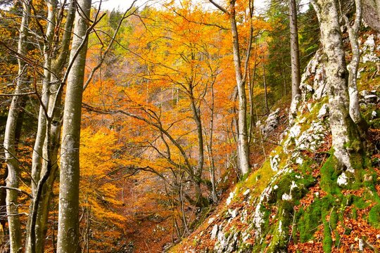 Rock covered slopes with a deciduous, broadleaf beech tree with yellow and orange autumn foliage