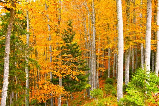 Orange colored autumn foliage of a broadleaf beech forest with evergreen trees