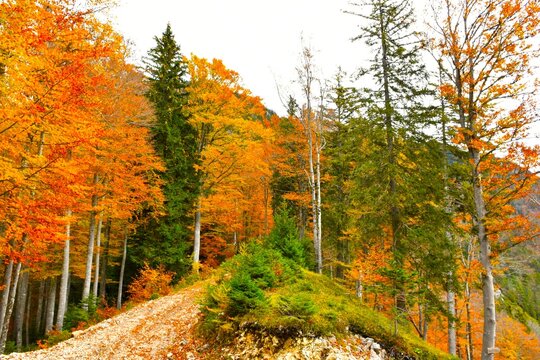 Green conifer spruce trees and autumn orange colored beech tree foliage