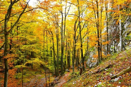 European beech deciduous, broadleaf, temperate forest in ravine in yellow autumn color
