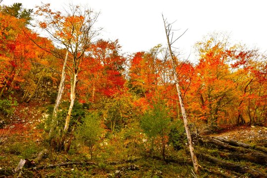 Colorful orange and red colored foliage of deciduous, broadleaf forest