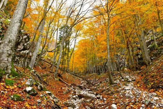 Rocky ravine with with a broadleaf, deciduous beech forest in orange autumn foliage
