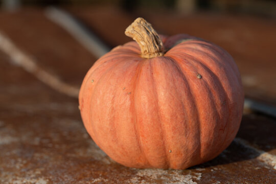 A close-up of a small pumpkin lying on rusty metal.