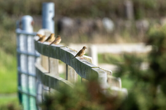 Meadow pipit on a railing with more pipits behind