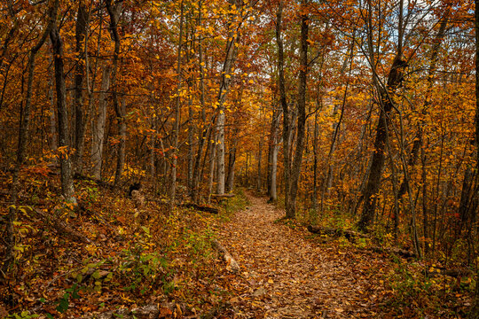 Autumn Trail on the Big Meadows Horse Trail