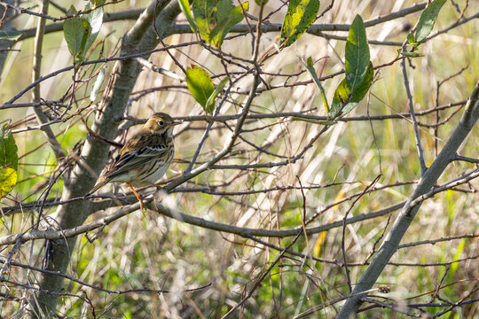 Meadow pipit perched among the twigs of a shrub