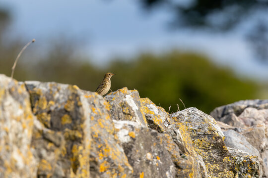 Meadow pipit perched on lichen-covered rocks