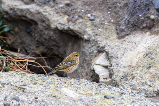 Meadow pipit standing on rough concrete by a hollow