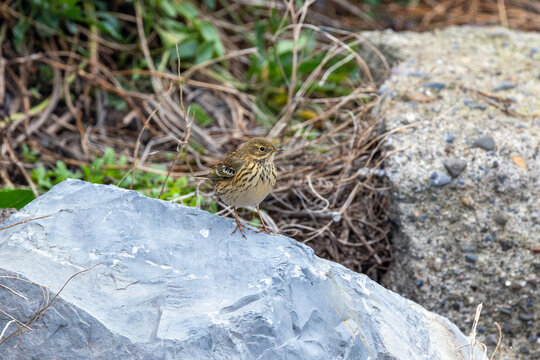 Meadow pipit standing on a pale boulder
