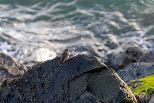 Rock pipit on a boulder with waves behind