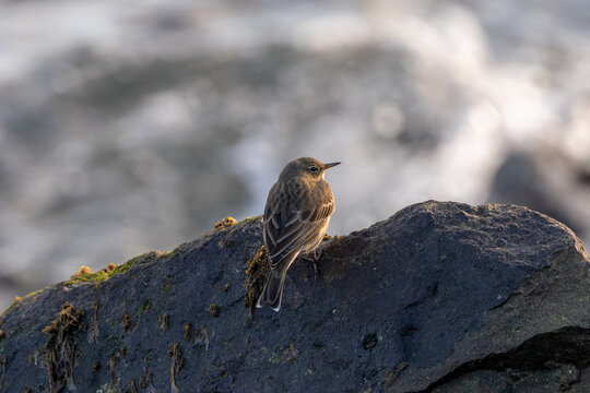 Rock pipit perched on a dark rock with seaweed