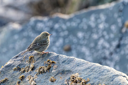 Rock pipit standing on a pale rock with seaweed