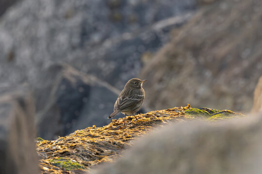 Rock pipit standing on seaweed-covered rock