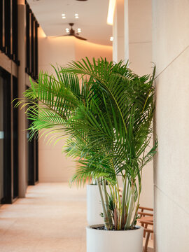 Tropical Indoor Palm Plant in White Planter Along Modern Building Corridor