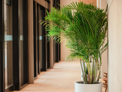 Tropical Indoor Palm Plant in White Planter Along Modern Building Corridor