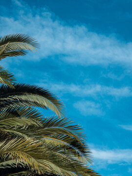 Green Palm Tree Fronds Against a Bright Blue Sky with Wispy Clou
