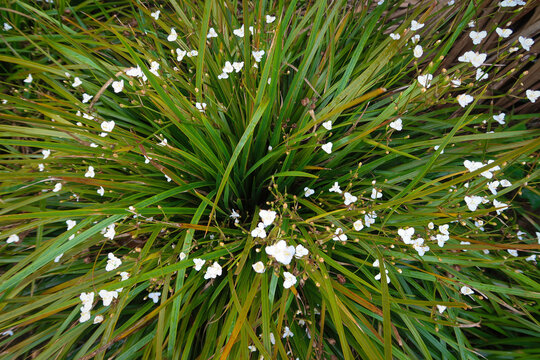 Libertia ixioides, NZ Iris / Mikoikoi, is a great border plant with its starry white flowers in spring and khaki - golden foliage