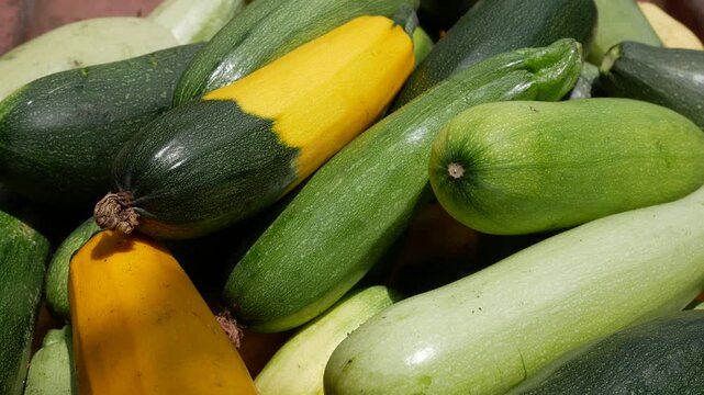 A wheelbarrow filled with freshly harvested ripe zucchini squash from a vegetable garden. Organic zucchini cultivation, seasonal vegetable harvesting, homegrown produce, sustainable farming, and