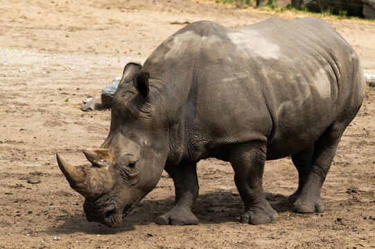 A powerful full body portrait collection of majestic wild white rhinoceroses resting and lying in the mud at Safari Park Beekse Bergen