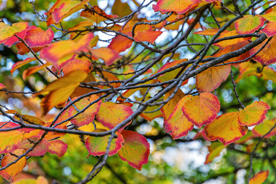 Herbstbl&auml;tter der Zaubernuss