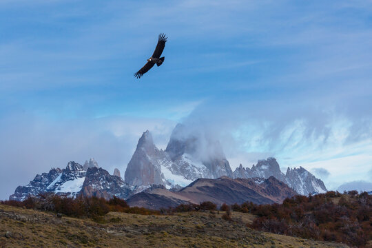 Condor