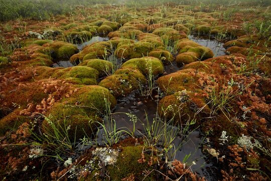 Sphagnum moss hummocks and pools in a high altitude tundra wetland landscape with misty atmosphere