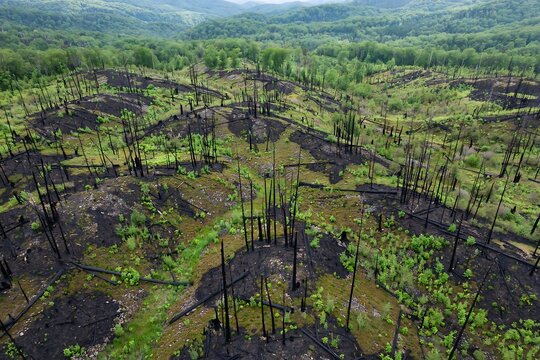 Aerial view of a forest landscape recovering after a wildfire with charred trees and new green vegetation growing