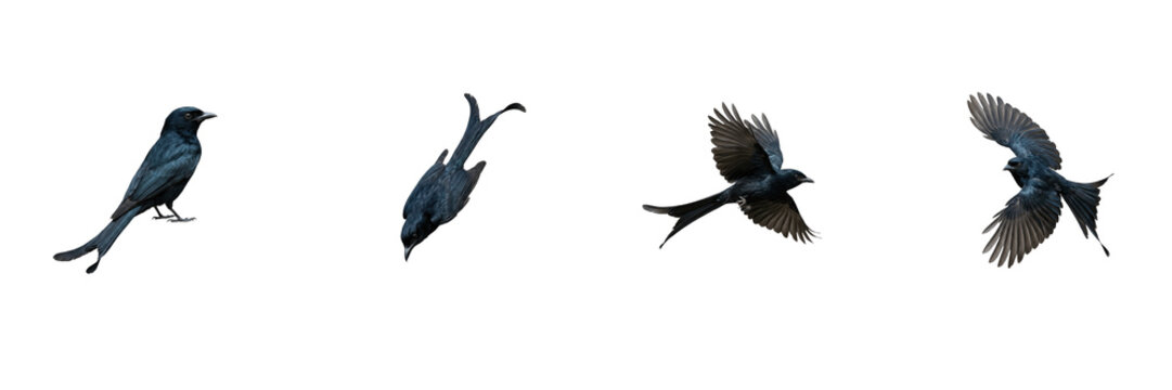 set drongo bird flying poses isolated on transparent background vector illustration set png   