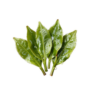 Fresh green tea leaves isolated on black background