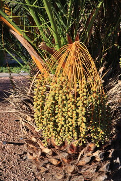 Close, intimate view of a date palm Phoenix dactylifera in an early fruiting stage sunlit by morning warm rays
