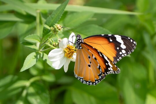 Plain tiger butterfly feeding on nectar of white wildflower