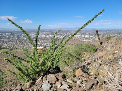Green Ocotillo Fouquieria splendens shrub on a rocky mountain ridge overlooking the sprawling desert city landscape, Phoenix, Arizona