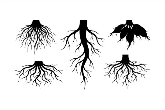 Five different types of tree root systems illustrated in black and white vector style