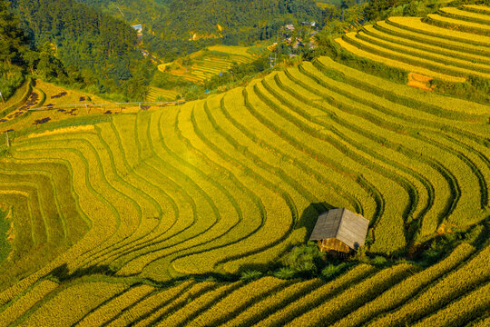 Aerial view of golden rice terraces at Mu Cang Chai town near Sapa city, North of Vietnam. Beautiful terraced rice field in harvest season in Lao Cai province.