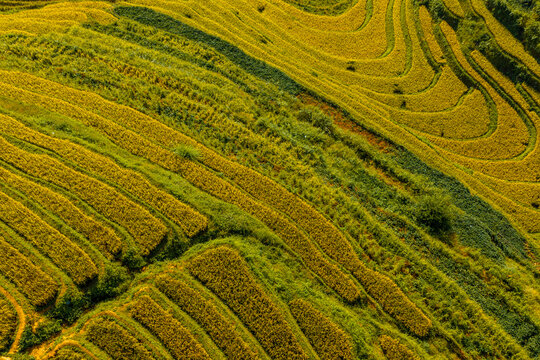 Aerial view of golden rice terraces at Mu Cang Chai town near Sapa city, North of Vietnam. Beautiful terraced rice field in harvest season in Lao Cai province.