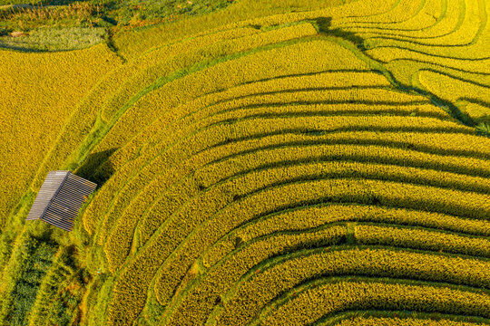 Aerial view of golden rice terraces at Mu Cang Chai town near Sapa city, North of Vietnam. Beautiful terraced rice field in harvest season in Lao Cai province.