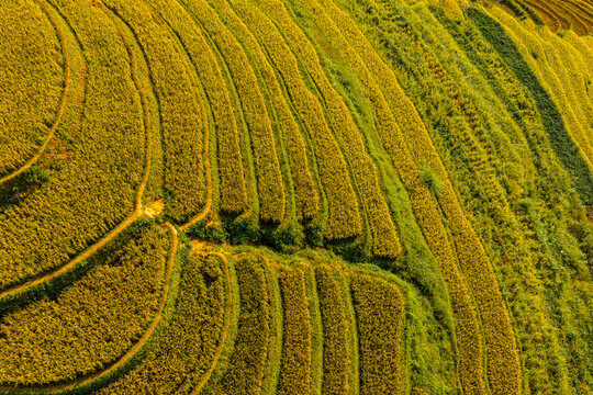 Aerial view of golden rice terraces at Mu Cang Chai town near Sapa city, North of Vietnam. Beautiful terraced rice field in harvest season in Lao Cai province.
