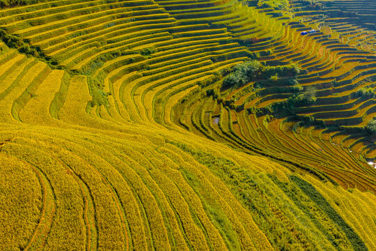 Aerial view of golden rice terraces at Mu Cang Chai town near Sapa city, North of Vietnam. Beautiful terraced rice field in harvest season in Lao Cai province.