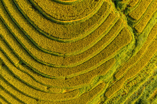 Aerial view of golden rice terraces at Mu Cang Chai town near Sapa city, North of Vietnam. Beautiful terraced rice field in harvest season in Lao Cai province.