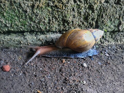 A large snail with a brownish spiral shell crawling slowly on rough, moist soil near a mossy concrete wall base.