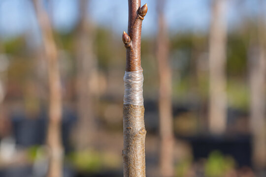 Taped graft union on a young fruit tree branch
