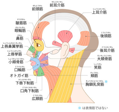 横から見た女性の顔と色分けされた表情筋イラスト