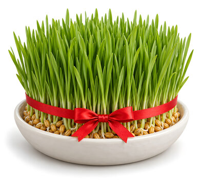 Sainte Barbe Wheat in a White Dish with Red Ribbon