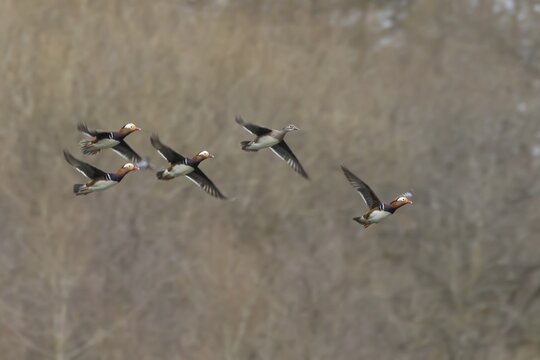 Mandarin duck (Aix galericulata) adult female and four male birds in flight, England, United Kingdom