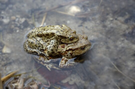 A pair of common European toads ( Bufo bufo ) pairing in water