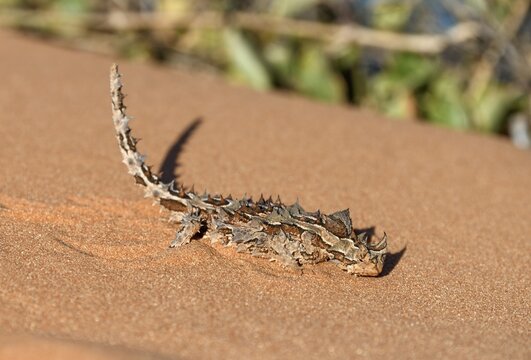 Thorny devil (Moloch horridus), Fran&ccedil;ois P&eacute;ron National Park, Shark Bay, State of Western Australia, Australia