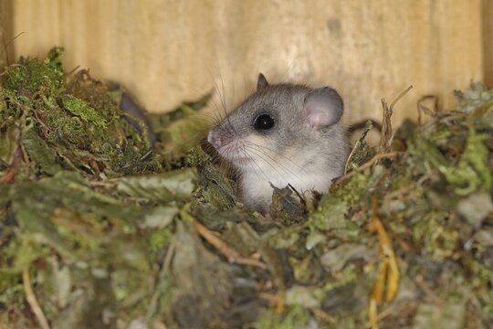 Edible dormouse (Glis glis) in a nesting box as a summer roost, animal portrait, Siegerland, North Rhine-Westphalia, Germany
