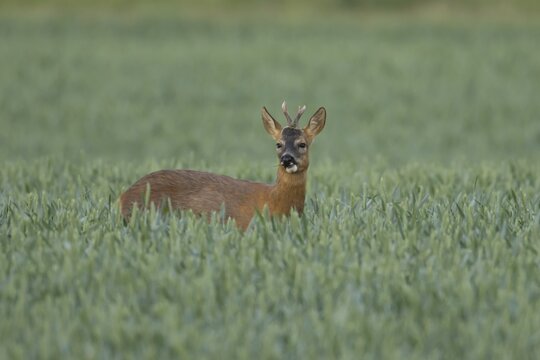 Roe deer (Capreolus capreolus) adult male buck animal feeding in a farmland wheat field in summer, England, United Kingdom