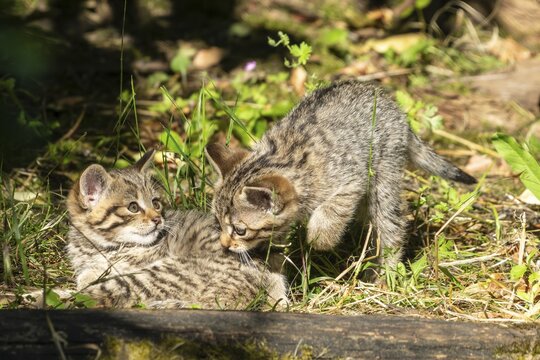 Two tabby kittens playing in the forest on mossy ground, surrounded by grass and leaves, wildcat (Felis silvestris), kittens, Germany
