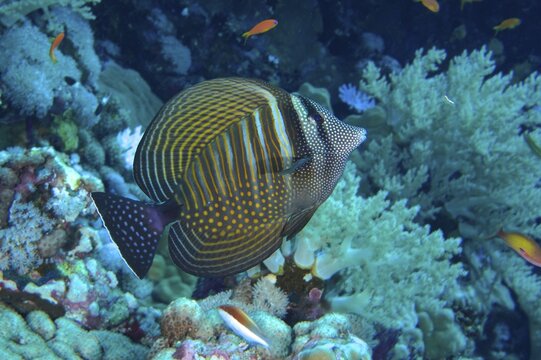 Indian desjardin's sailfin tang (Zebrasoma desjardinii) in front of soft corals. Dive site Daedalus Reef, Egypt, Red Sea